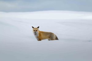 USA_jackson-hole