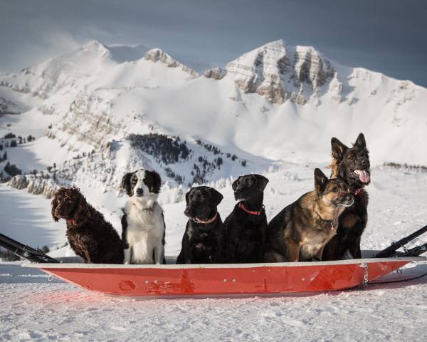 JacksonHoleDogs