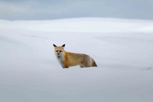 USA_jackson-hole